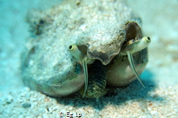 Unidentified snail in Zanzibar. (f/9, 1/160, ISO-100, 28m... by E&e Lp 